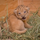 Illustration for article titled ZOMG BABY LIONS!!!